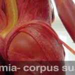 Anatomie Corpus Suave - Duo Ongezoet project Anatomia-Corpus-Suaves-2016