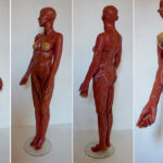 Anatomia Suaves, candy statue// liquorish laces /red, orange & yellow. 1.80 high. Anatomia is een samenwerking met Mirthe Langelaan en zij maakt onderdeel uit van het project Duo Ongezoet: zie ook Duo Ongezoet. Anatomie Corpus Suave- Duo Ongezoet- 2014>2016