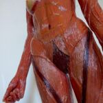 Anatomie Corpus Suave - Duo Ongezoet project Anatomie Corpus Suave- Duo Ongezoet- 2014>2016