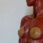 Anatomie Corpus Suave - Duo Ongezoet project Anatomia Corpus Suave- Duo Ongezoet- 2014>2016